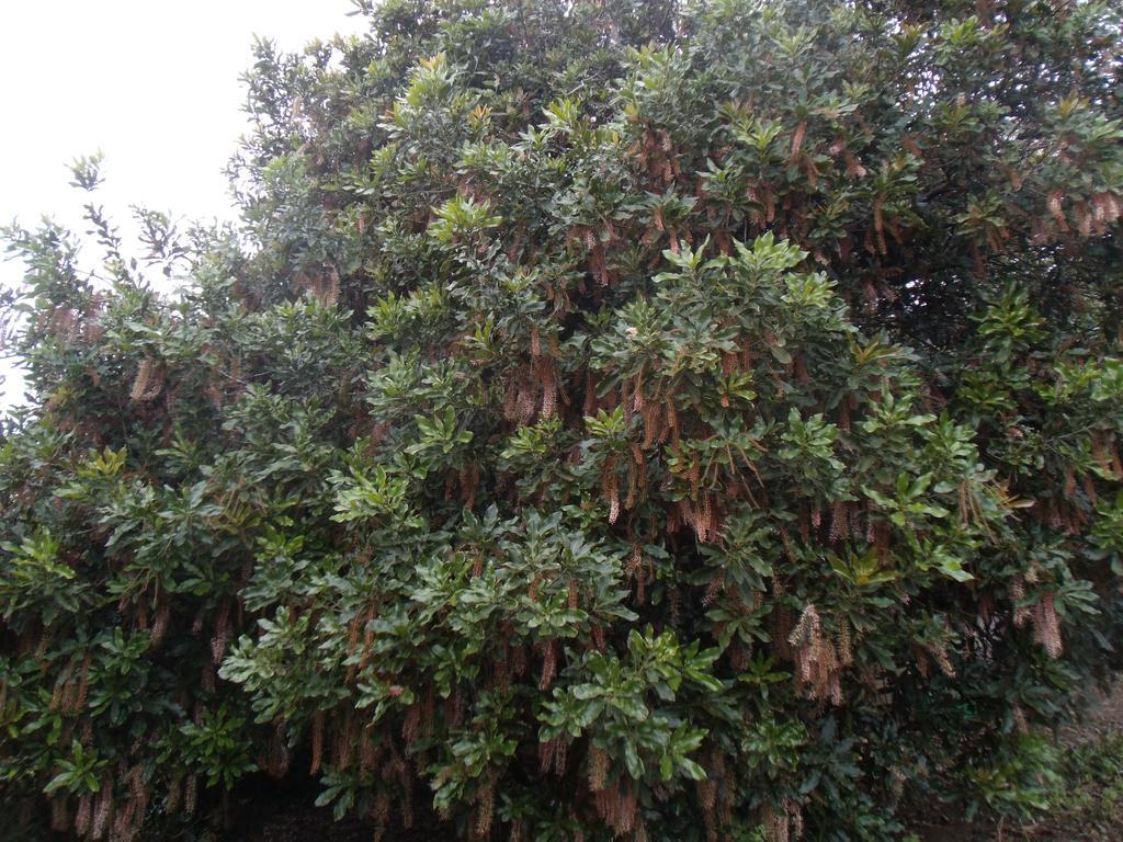 Tropical Fruit Garden Hotel Velas Exterior photo